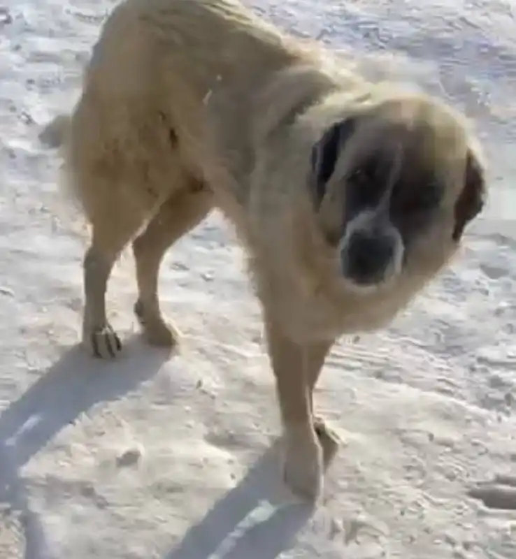 Щенки и собака-мама ищут дом в Улан-Удэ - Собаки (Животные) в Улан-Удэ