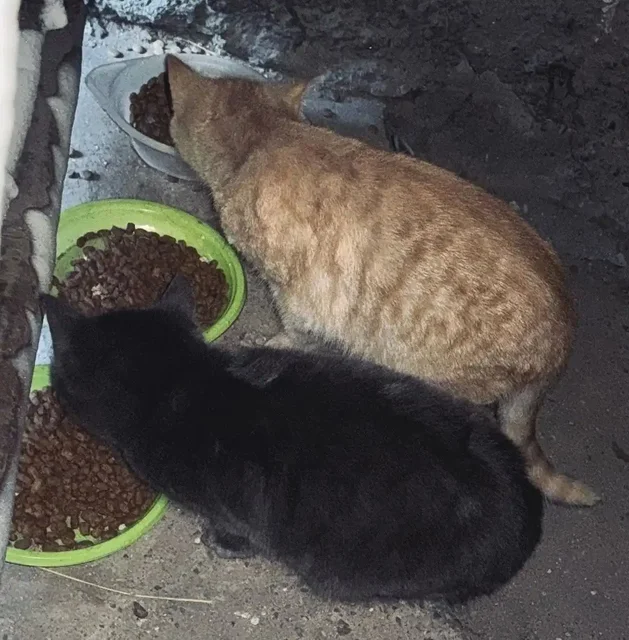 Котенок нуждается в помощи в Улан-Удэ - Передержка животных в Улан-Удэ