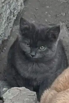 Котенок нуждается в помощи в Улан-Удэ - Кошки (Животные) в Улан-Удэ