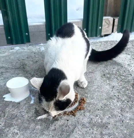 Пристройство молодого котика-подкидыша в Улан-Удэ - Найденные животные в Улан-Удэ