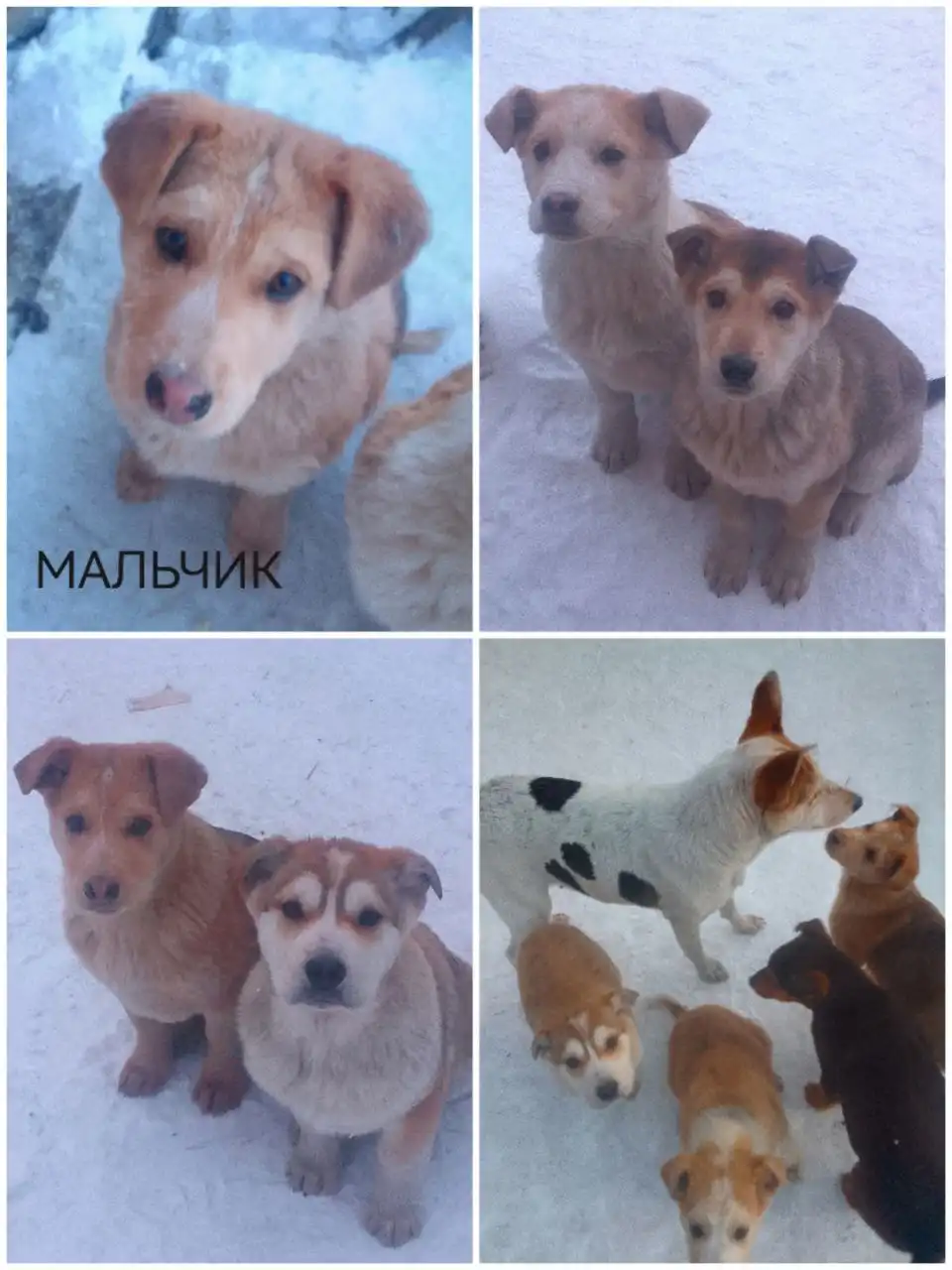 Пристройство собаки с щенками в Улан-Удэ - Собаки (Животные) в Улан-Удэ