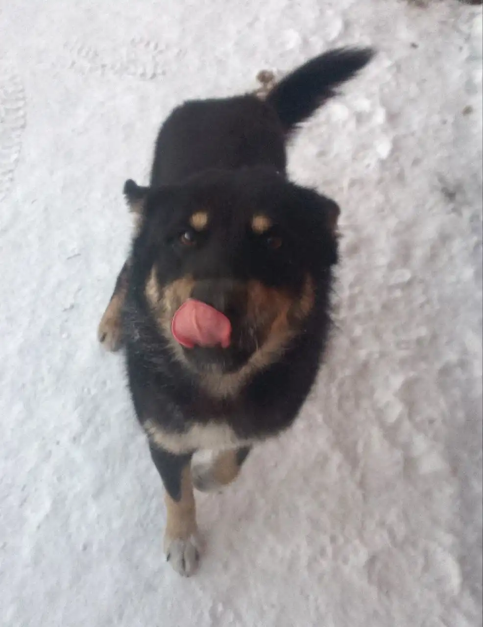 Черный кобелек ищет новый дом в Улан-Удэ - Собаки (Животные) в Улан-Удэ