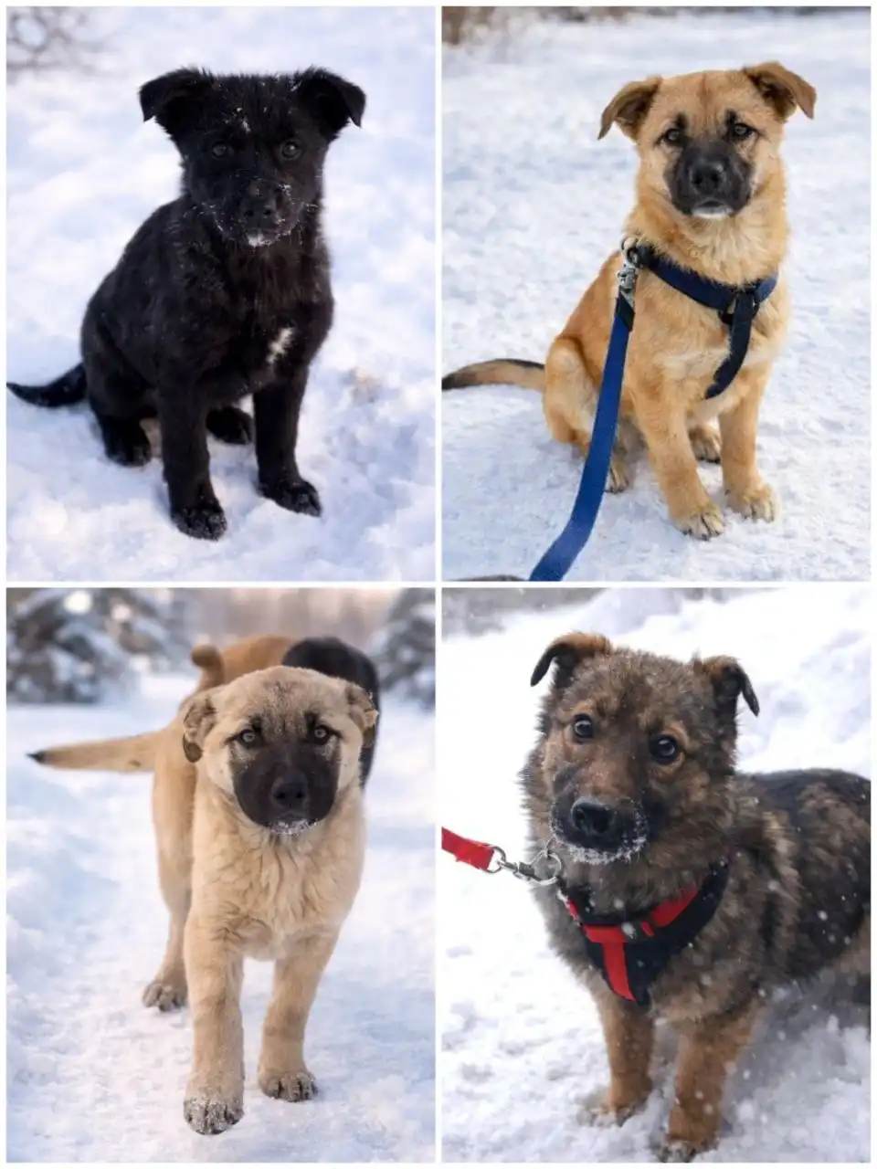 Поиск дома для шенков в Улан-Удэ - Собаки (Животные) в Улан-Удэ