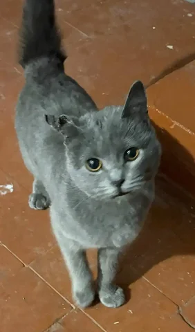 Ищу заботливых хозяев для ласковой кошечки в Улан-Удэ - Найденные животные в Улан-Удэ