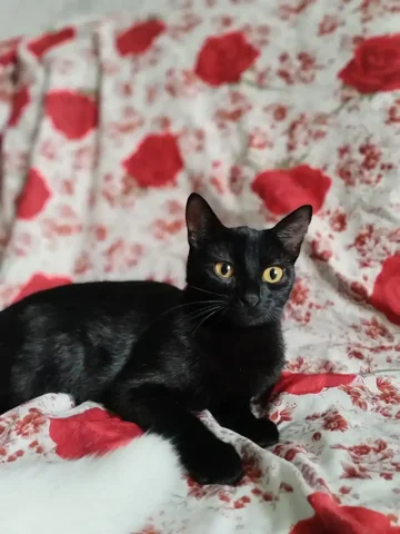 Изящная кошечка ищет семью - Передержка животных в Улан-Удэ