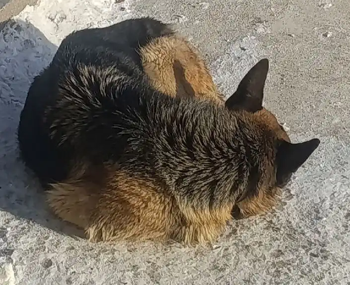 Пропала собака овчарка в районе Шишковка, Улан-Удэ - Собаки (Животные) в Улан-Удэ