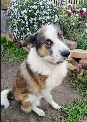 Леди Эльза ищет дом - частное объявление в Улан-Удэ