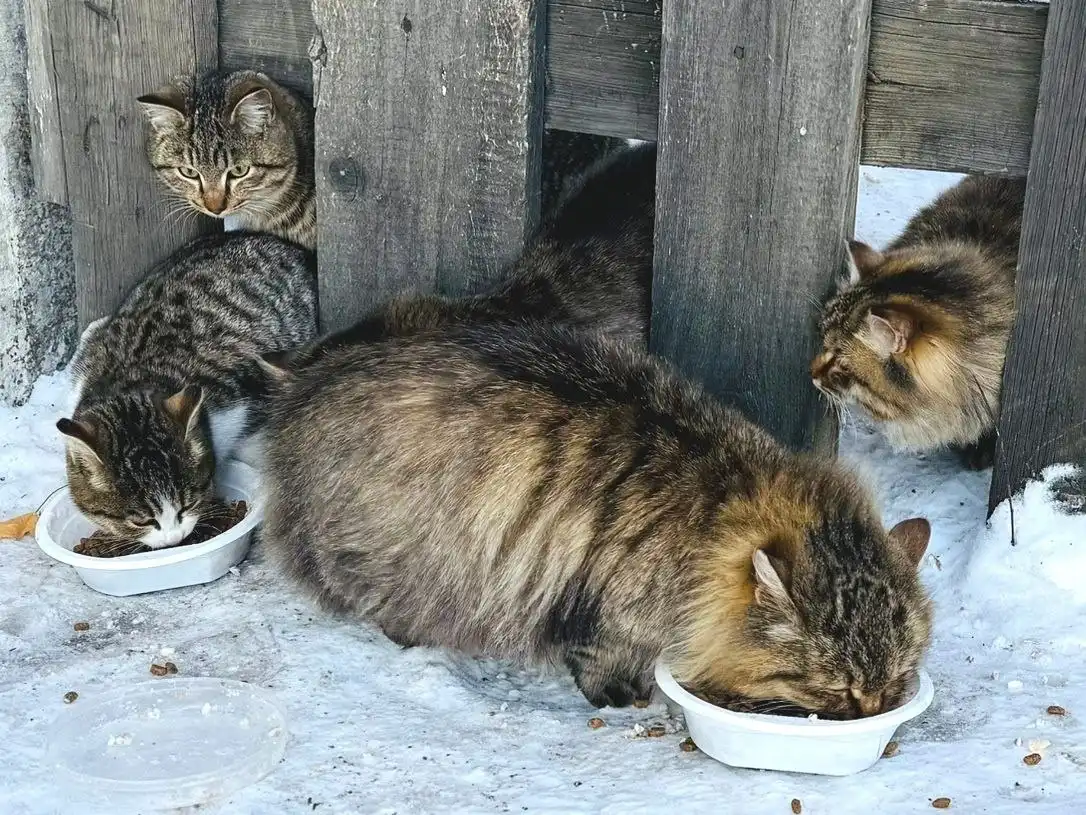 Бездомные кошки в Улан-Удэ - Кошки (Животные) в Улан-Удэ