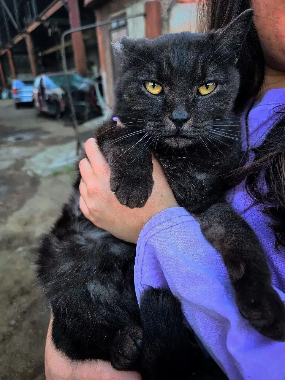 Ищет любящую семью - Кошки (Животные) в Улан-Удэ