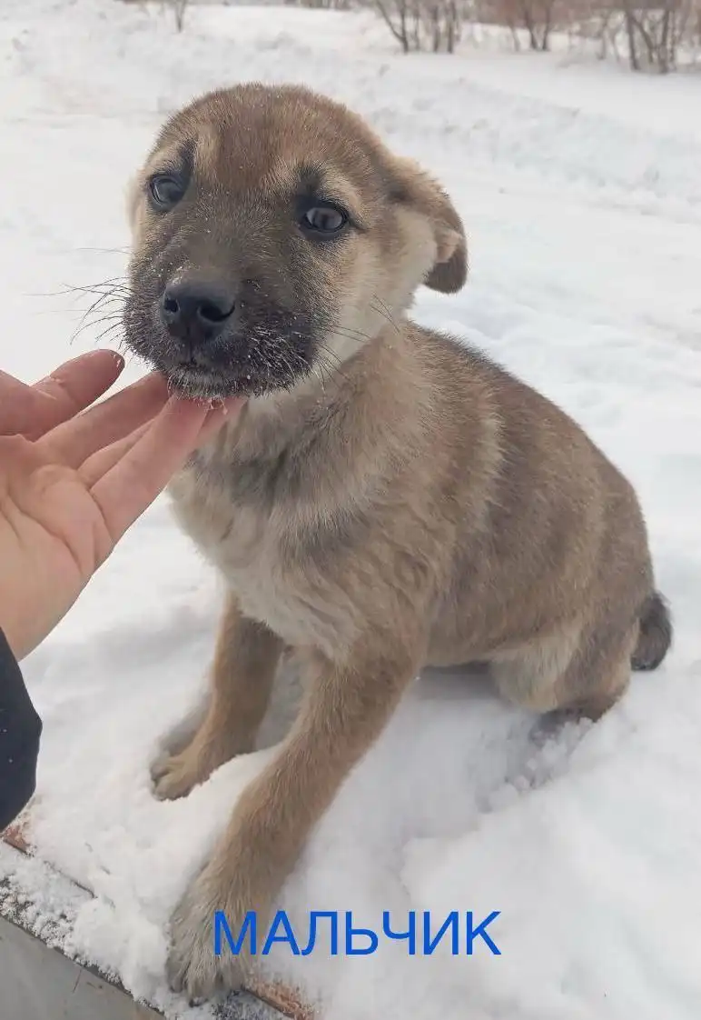 Щенки в добрые руки в Улан-Удэ - Собаки (Животные) в Улан-Удэ