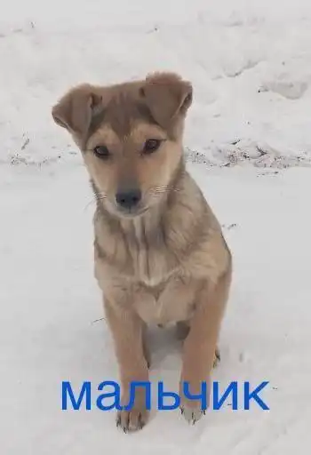 Щенки в добрые руки в Улан-Удэ - Собаки (Животные) в Улан-Удэ