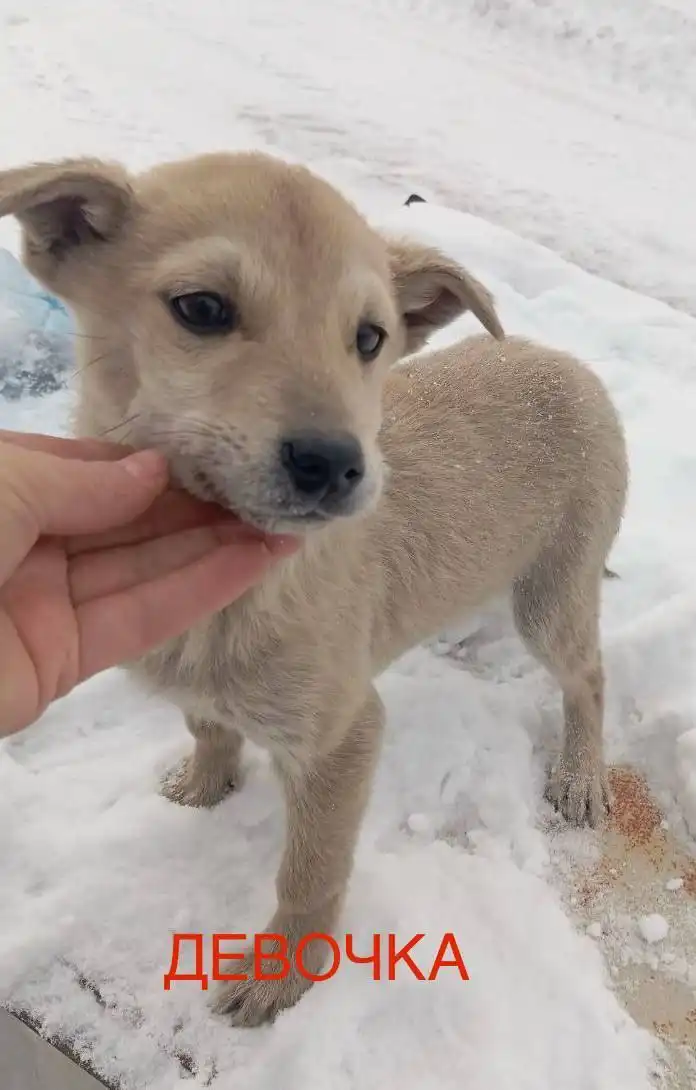 Щенки в добрые руки в Улан-Удэ - Собаки (Животные) в Улан-Удэ