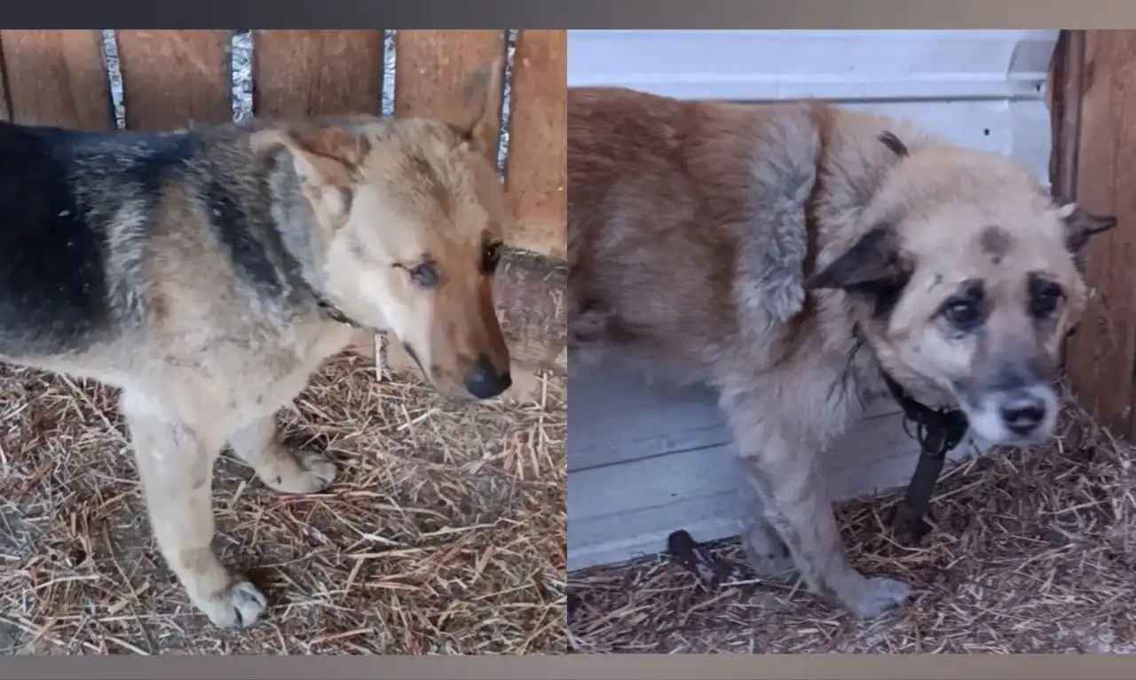Потерянные собаки в районе аэропорта Улан-Удэ - Собаки (Животные) в Улан-Удэ