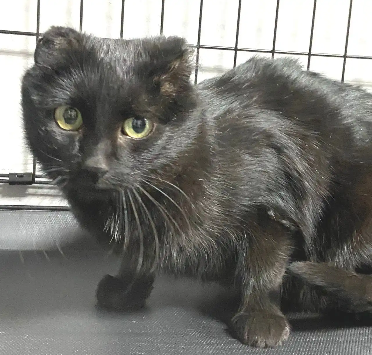 Кошка Лея ищет дом в Улан-Удэ - Кошки (Животные) в Улан-Удэ