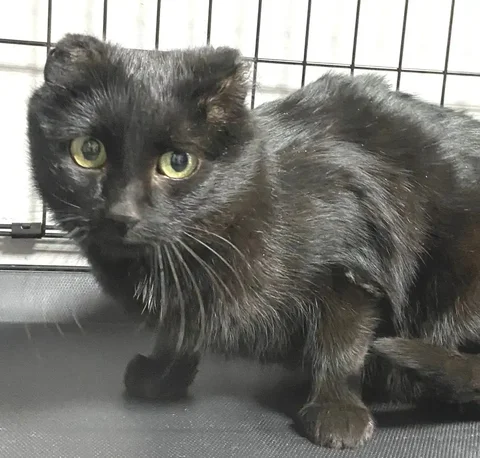 Кошка Лея ищет дом в Улан-Удэ - Передержка животных в Улан-Удэ