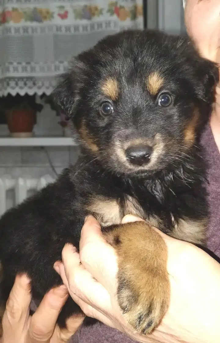 Щенок девочка 2 месяца ищет дом в Улан-Удэ - Собаки (Животные) в Улан-Удэ