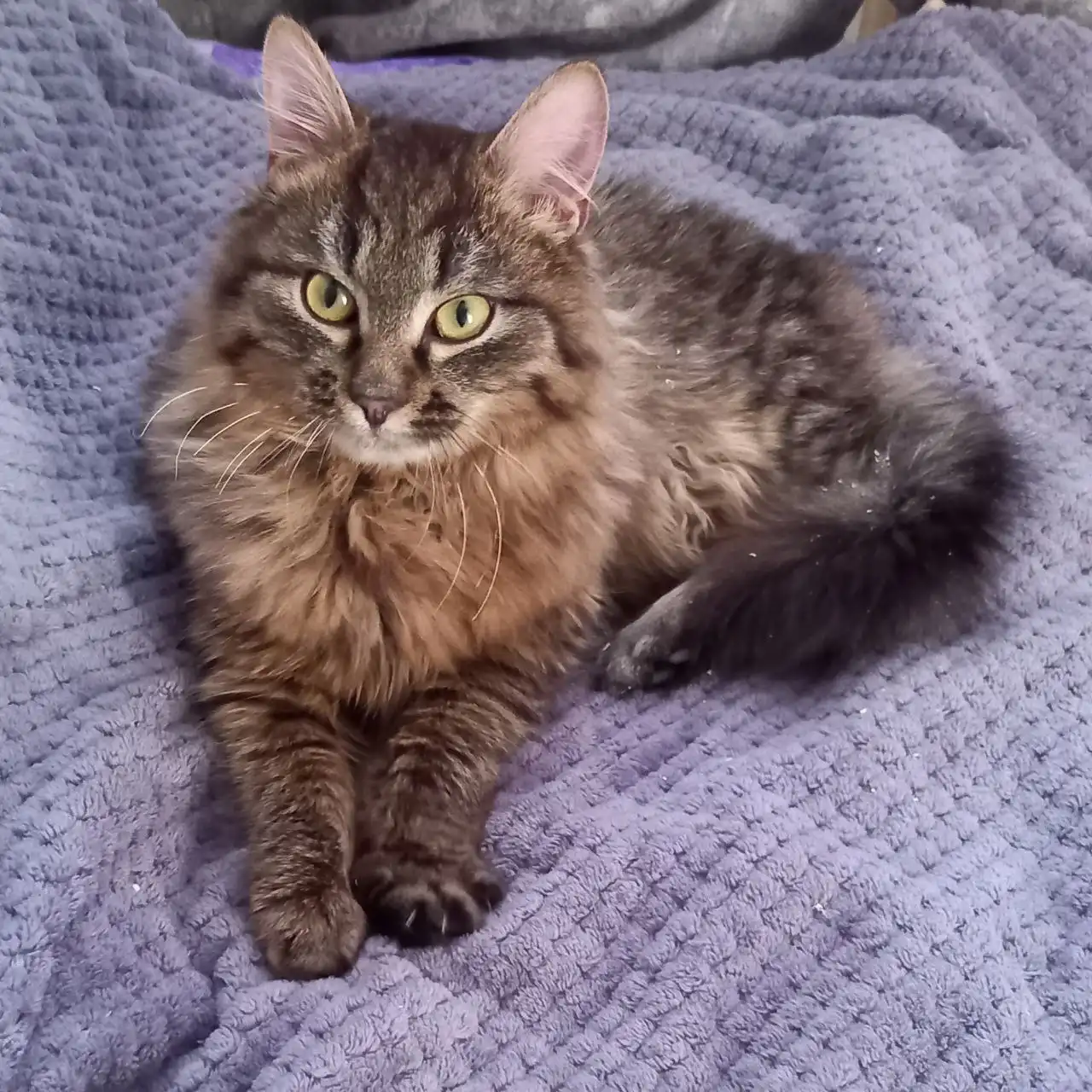 Продается ласковый котик 4-5 месяцев - Кошки (Животные) в Улан-Удэ