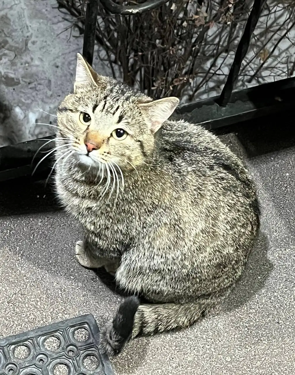 Котик возле магазина Продукты 24 в Улан-Удэ - Кошки (Животные) в Улан-Удэ