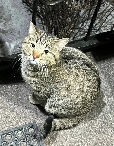 Котик возле магазина Продукты 24 в Улан-Удэ - частное объявление в Улан-Удэ