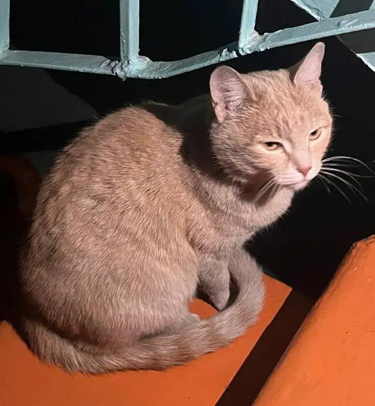 Брошенный домашний котик ищет хозяина в Улан-Удэ - Кошки (Животные) в Улан-Удэ