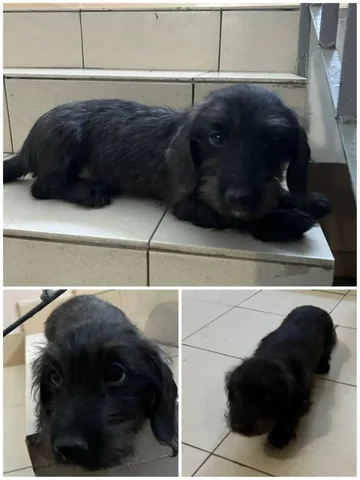 Срочный пристрой щенка в Улан-Удэ - Попугаи в Улан-Удэ