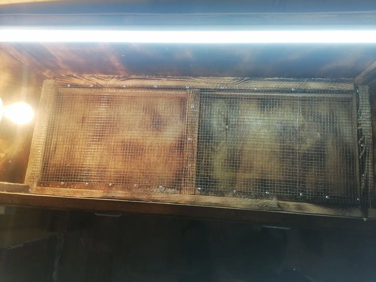 Продам новый брудер для подращивания цыплят - Инвентарь для животных (Животные) в Улан-Удэ