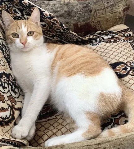 Кошка в добрые руки в Улан-Удэ - Кошки в Улан-Удэ