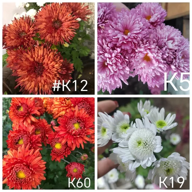 Хризантема корейская адаптированная к Сибири - Рукоделие в Улан-Удэ