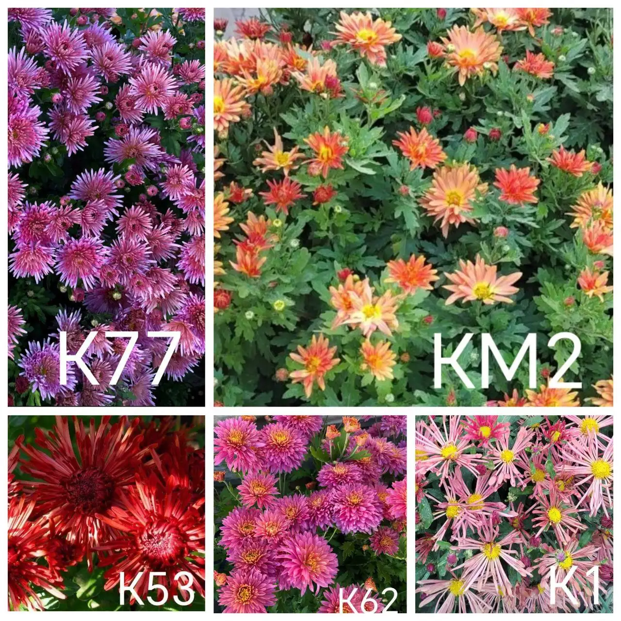 Хризантема корейская адаптированная к Сибири - Садоводство (Хобби и отдых) в Улан-Удэ