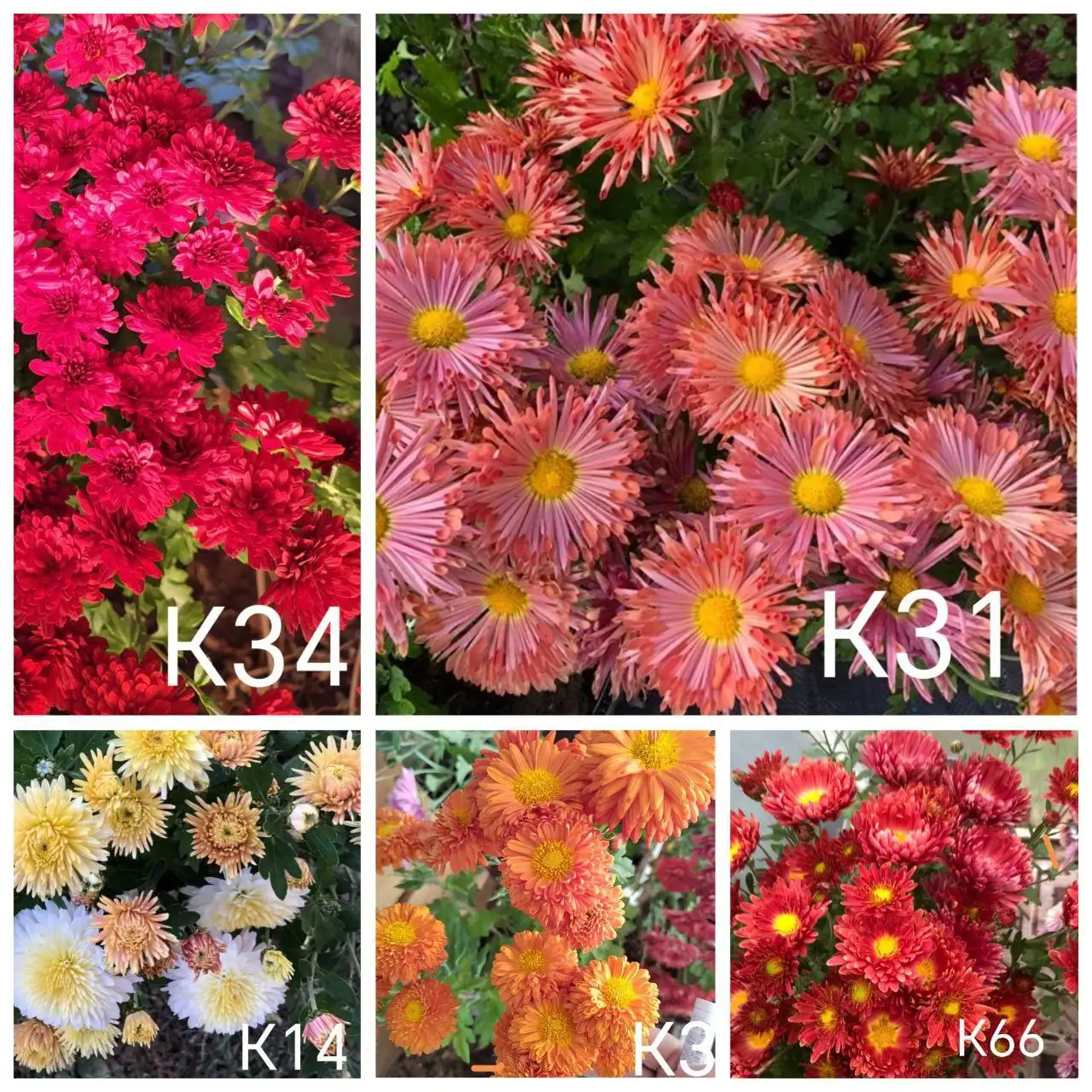 Хризантема корейская адаптированная к Сибири - Садоводство (Хобби и отдых) в Улан-Удэ