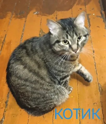 Срочно пристроить полосатого котика в Улан-Удэ - Кошки в Улан-Удэ