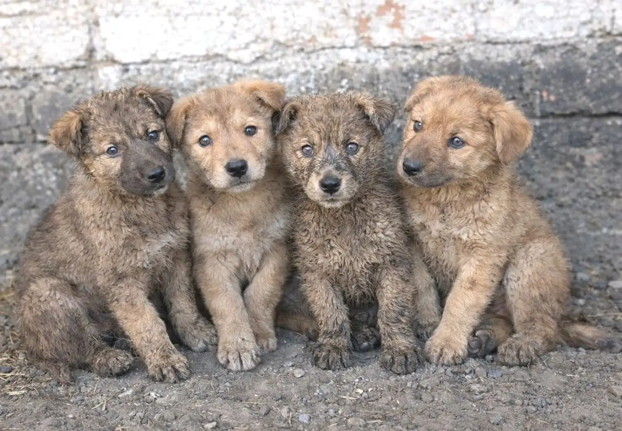 Щенки в Улан-Удэ ищут дом - Собаки (Животные) в Улан-Удэ