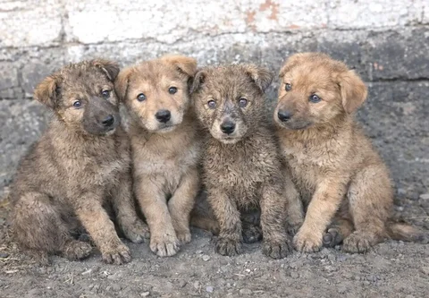 Щенки в Улан-Удэ ищут дом - Птица в Улан-Удэ