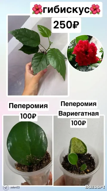 Цветы в Улан-Удэ - Товары для животных в Улан-Удэ