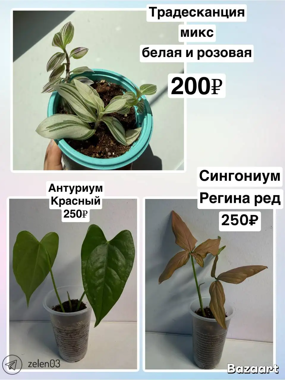 Цветы в Улан-Удэ - Барахолка в Улан-Удэ