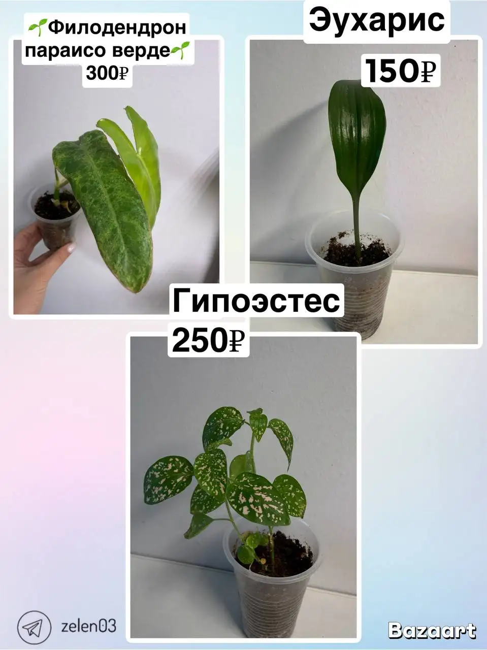 Цветы в Улан-Удэ - Барахолка в Улан-Удэ