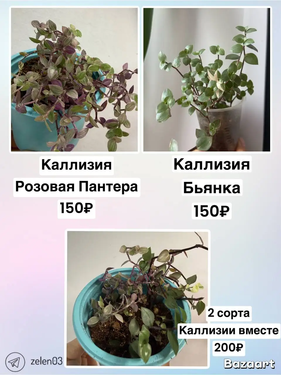 Цветы в Улан-Удэ - Барахолка в Улан-Удэ