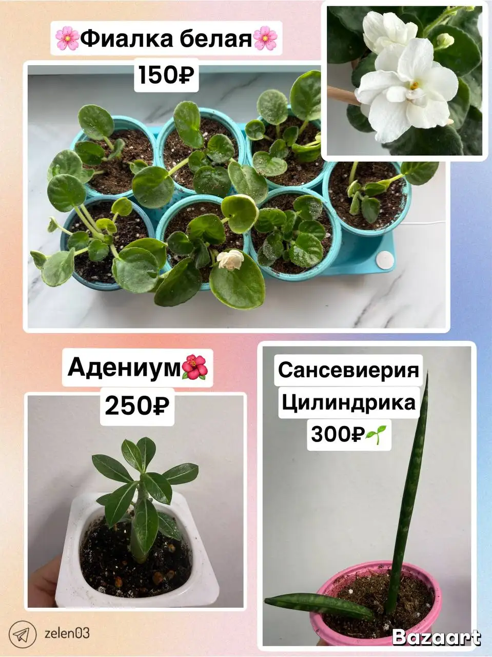 Цветы в Улан-Удэ - Барахолка в Улан-Удэ