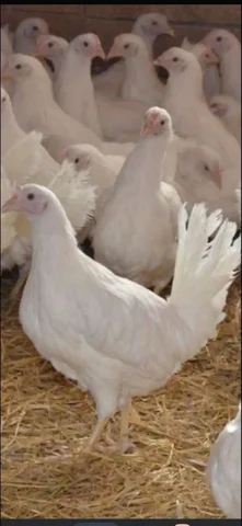 Продам кур-молодок Декалб Уайт - частное объявление в Улан-Удэ