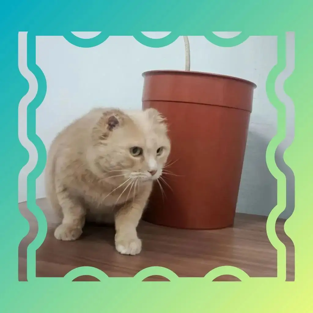 СТЕРИЛИЗОВАННАЯ кошечка ищет дом - Кошки (Животные) в Улан-Удэ