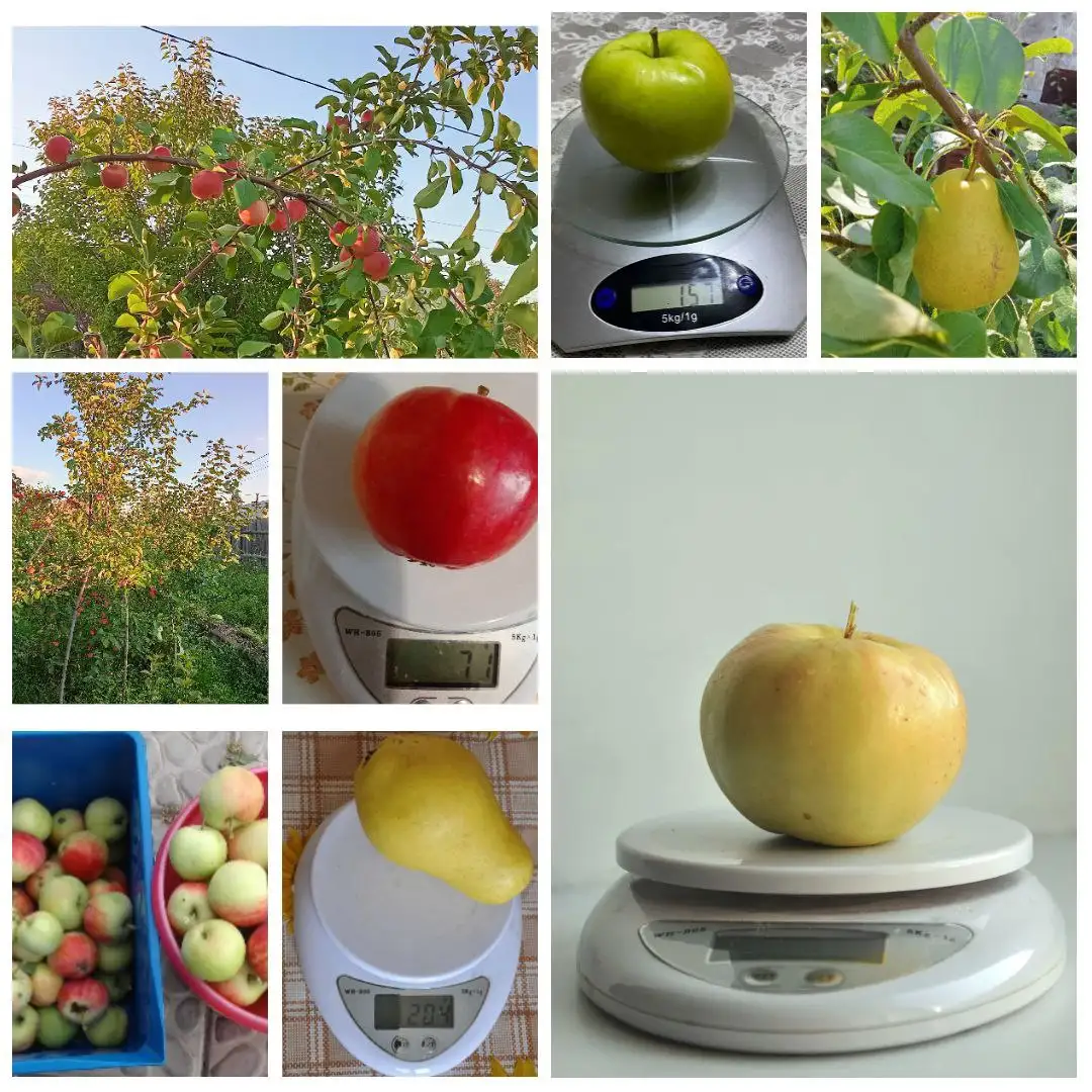 Продажа саженцев яблонь и груш - Садоводство (Для дома и дачи) в Улан-Удэ