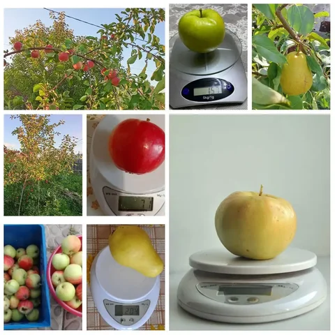 Продажа саженцев яблонь и груш - частное объявление в Улан-Удэ