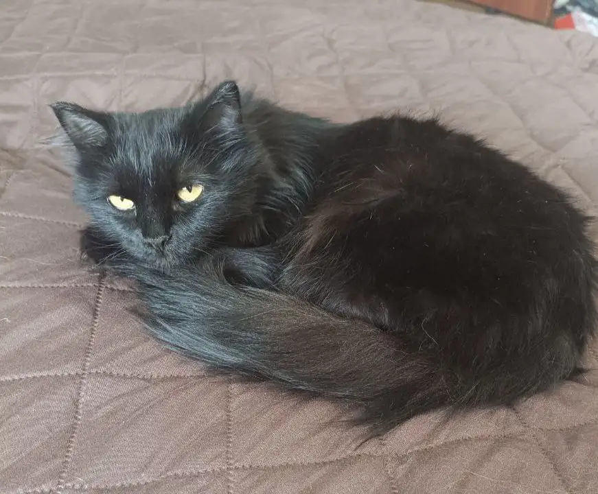 Миниатюрная ласковая кошечка ищет хозяев - Кошки (Животные) в Улан-Удэ