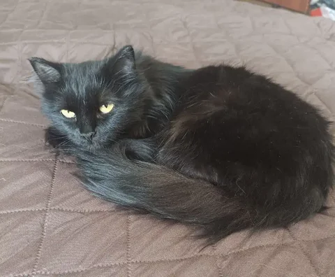 Миниатюрная ласковая кошечка ищет хозяев - частное объявление в Улан-Удэ