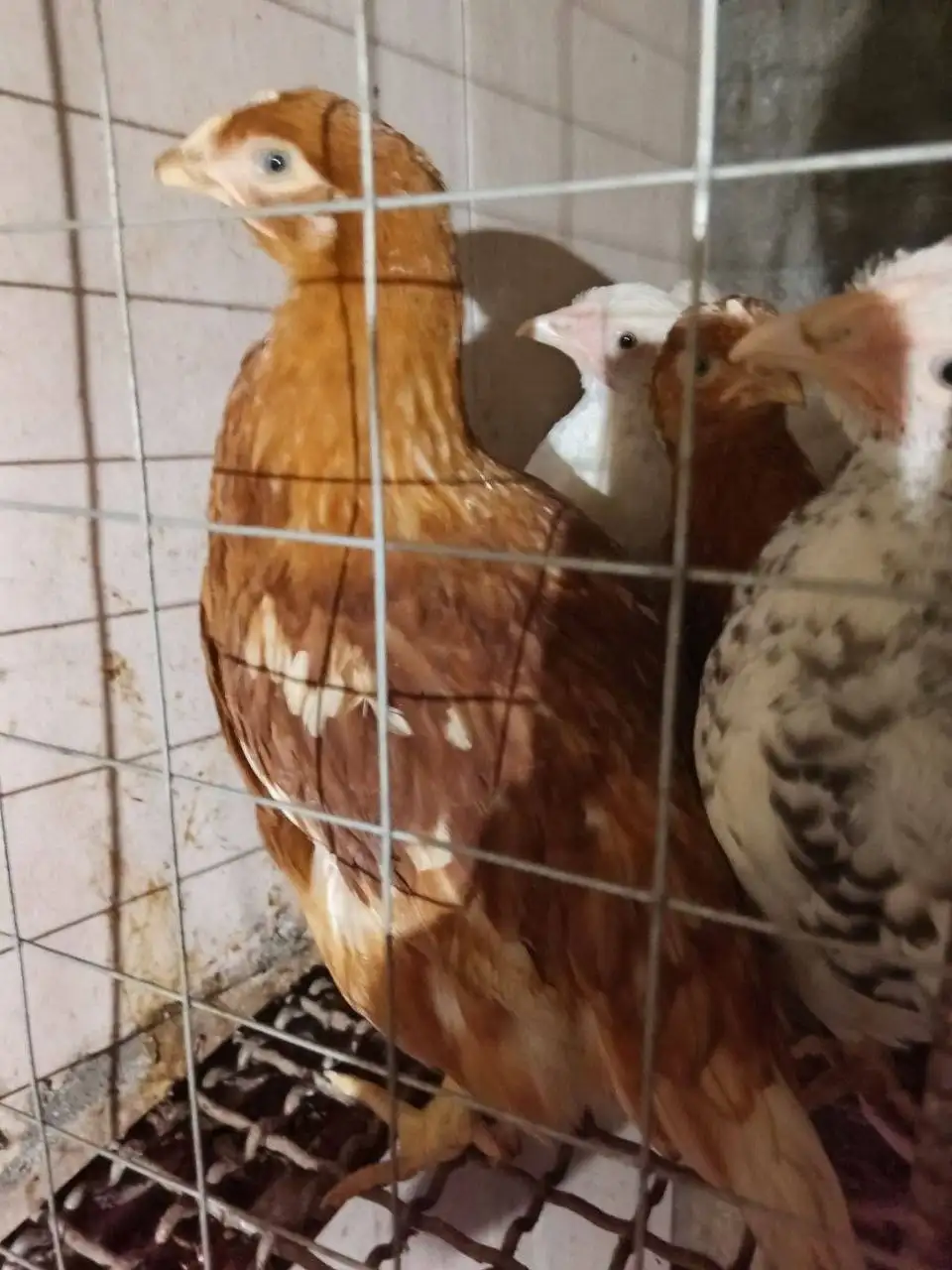 Продажа кур несушек породы Ломан Браун - Птицы (Животные) в Улан-Удэ