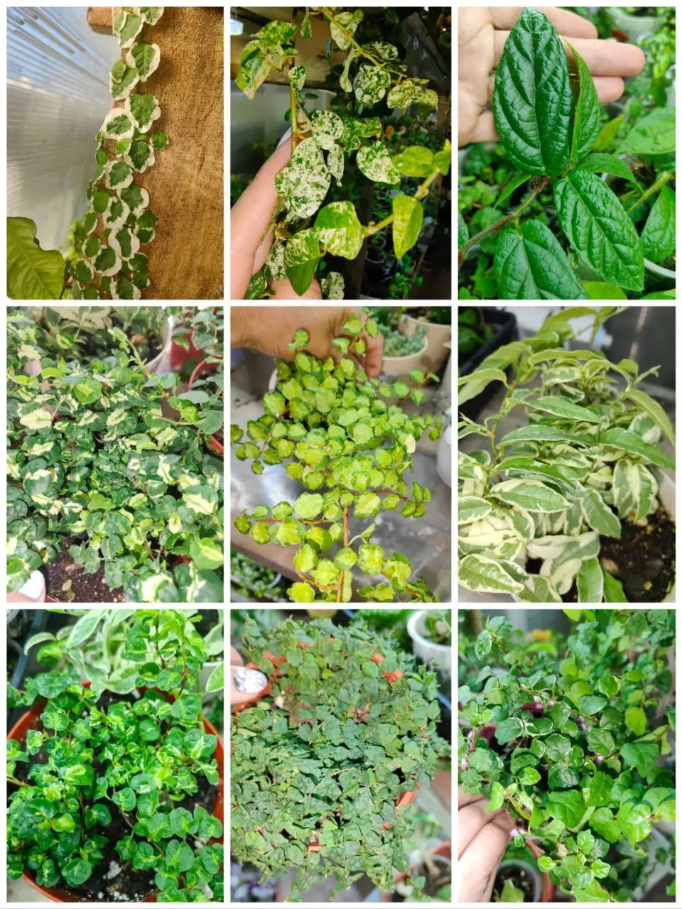 Фикусы пумила ползучие ампельные - Растения (Хобби и отдых) в Улан-Удэ