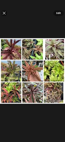 Крептантусы - частное объявление в Улан-Удэ