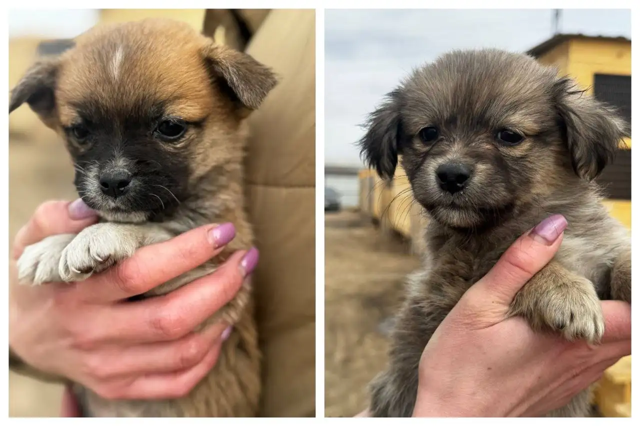 Милые девочки в ответственные руки - Кошки (Животные) в Улан-Удэ