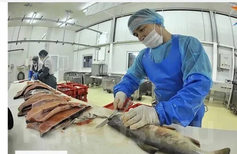 Вакансии на Рыболовецком Комбинате в Охотском районе - Работа в Улан-Удэ