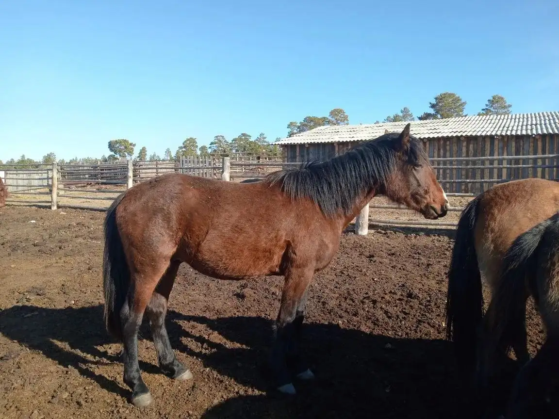 Продам жеребчика 2 года - Лошади (Животные) в Тарбагатайский район